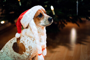 Cute little dog with Christmas hat