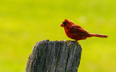 Male cardinal perched on wooden post
