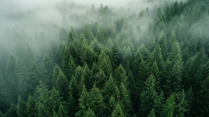 Majestic Scene of a Lush, Foggy Forest