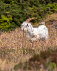 Llandudno Kashmiri Goat lounging in a field on The Great Orme in North Wales. United Kingdom