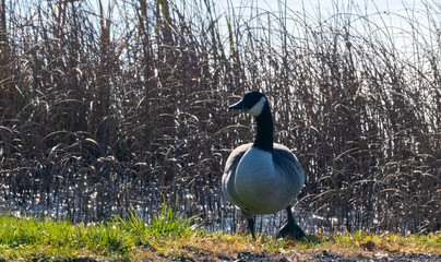 Canada goose standing in grass