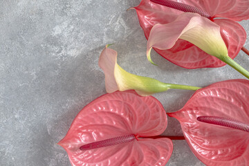 Tropical flowers pink anthuriums and calla lilies on a gray background. Flat lay, top view. Copy s space