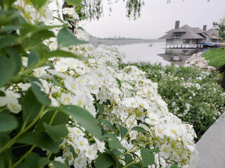A close-up of a cluster of white wildflowers blooming in front of a calm lake. The background shows a blurred image of a house on the other side of the lake