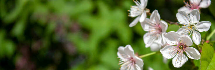 Apple tree blossoms in spring. White flowers of apple tree on a background of fuzzy green leaves. Flowers of apple trees and green leaves at the end of the branch.