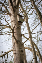 a bat flat box hangs on a tree trunk