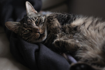 Naklejka na ściany i meble Portrait of a cute house cat lying on a blanketv