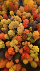 Fototapeta na wymiar photo of woodland of autumn
