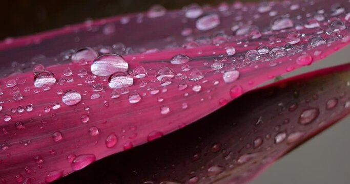 Leaf of Red Cordyline plants, Guadeloupe, french caribbean islands