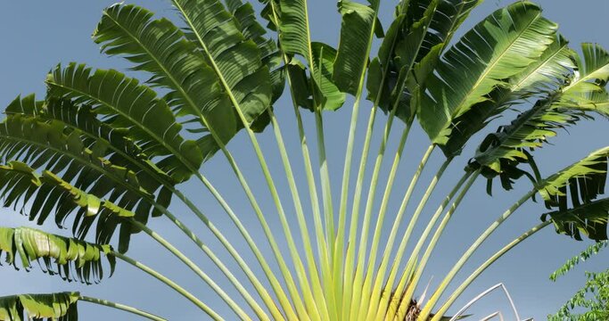 Ravenala madagascariensis, aslso known as Traveller's tree.