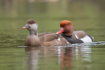 Pair of Red-crested pochards - Netta rufina male, swimming in light green water. Photo from Lubusz Voivodeship in Poland.