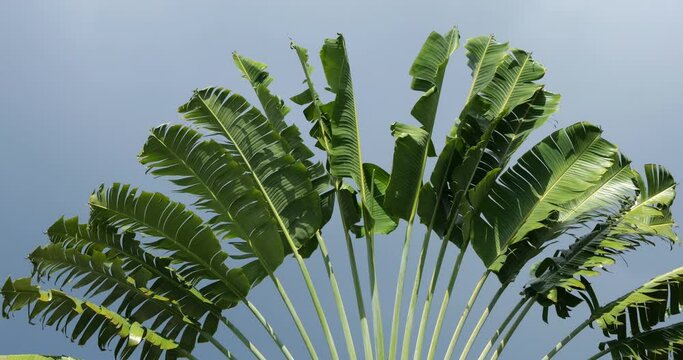 Ravenala madagascariensis, aslso known as Traveller's tree.