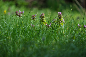 some deadnettle flowers in a meadow