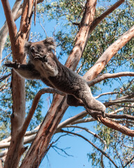 koala in tree jumping © Andrea