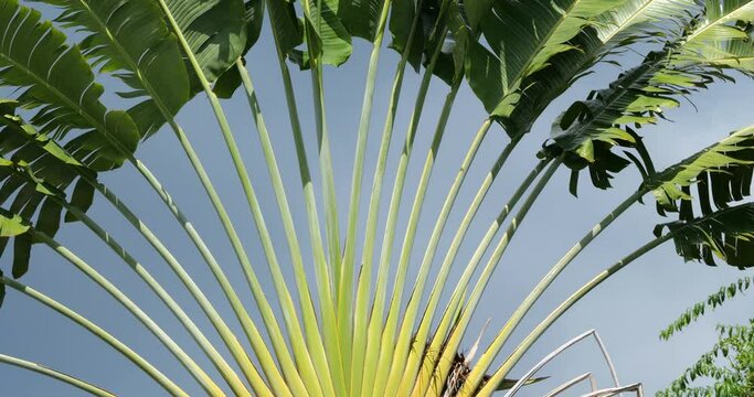 Ravenala madagascariensis, aslso known as Traveller's tree.
