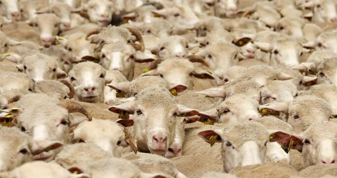 Transhumance of Domestic sheeps in the Provence , France