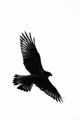 Obraz premium A sleek black and white bird soars through the sky, wings spread wide as it glides effortlessly through the air
