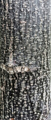 Obraz premium natural tree skin texture