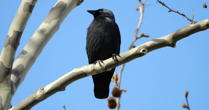 Western jackdaw (Coloeus monedula), perched on a platanus