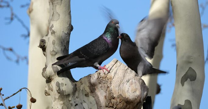 The rock dove, rock pigeon, or common pigeon, France. Adults feeding young birds.