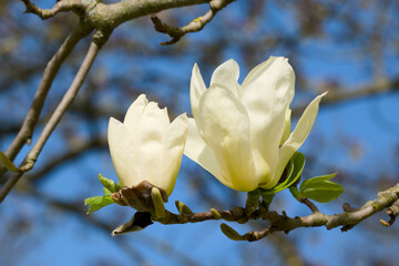 white magnolia flowers close-up