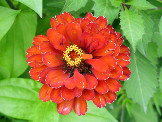 orange red Zinnia elegans beautiful flower closeup photo