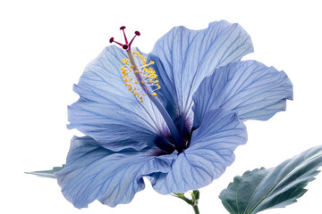 Hibiscus Flower Plant Isolated on Transparent Background