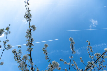 Two airplanes with white contrail in blue sky. With white flowers of spring trees.