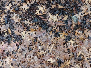  Gray and beige background of autumn leaves. Autumn old leaves, closeup texture. Space for text