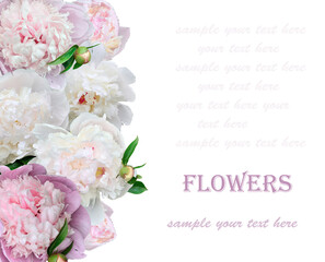 Border from white and pink peony flowers - festive floral background with sample text