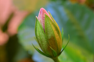 Close up of red Hibiscus flower bud