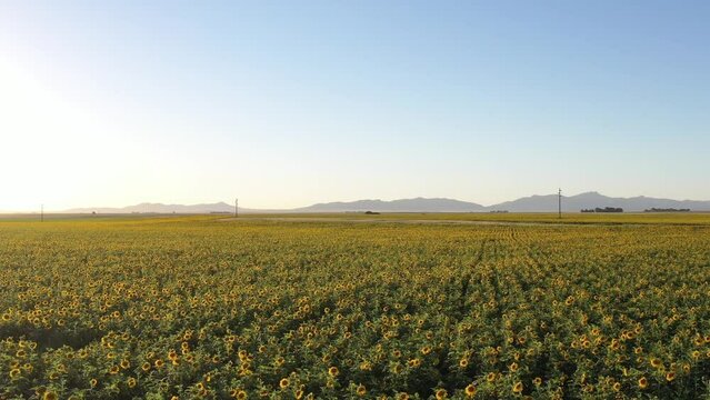 campo de girasoles con monta&ntilde;as y cerros de fondo