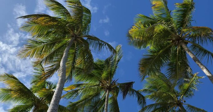 Coconut tree against the blue sky,  west Indies, Guadeloupe
