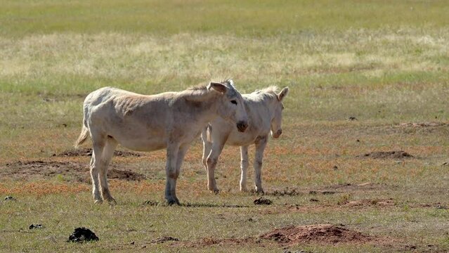 Two wild burros are grazing in a field in Custer State Park, South Dakota.