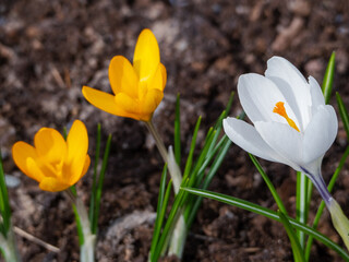Obraz premium White and yellow crocuses bloomed. White flower close up. Yellow crocuses grow further away. Spring natural background with saffron.