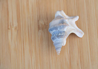 A small, white conch shell with blue streaks on the top sitting on light wood surface