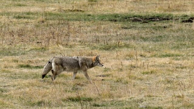 A coyote making its way through a meadow, possibly in search of a meal.