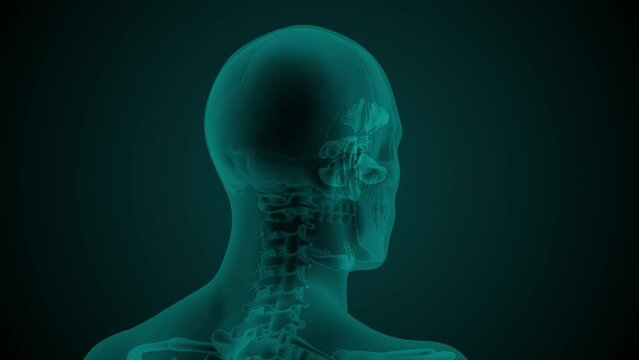 X-ray image of the head of a man with visible paranasal sinuses. Anatomically correct 3d animation on dark background
