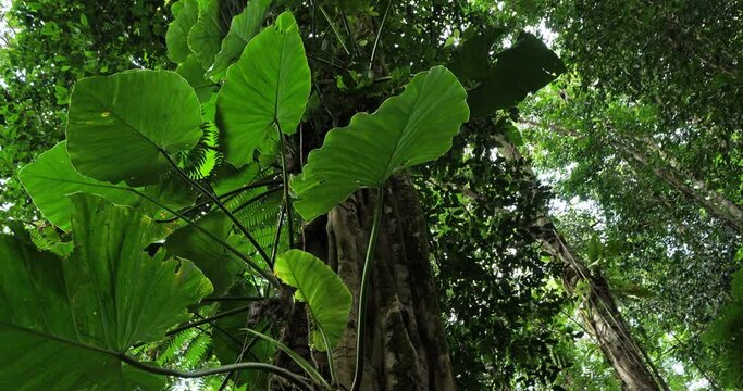 the tropical rain forest in Guadeloupe. Basse Terre, french West Indies.