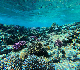 Fototapeta na wymiar Underwater view of coral reef with fishes and corals in the tropical sea