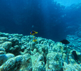 Naklejka na ściany i meble Coral reef and Clownfish in the Red Sea. Egypt. Sharm El Sheikh