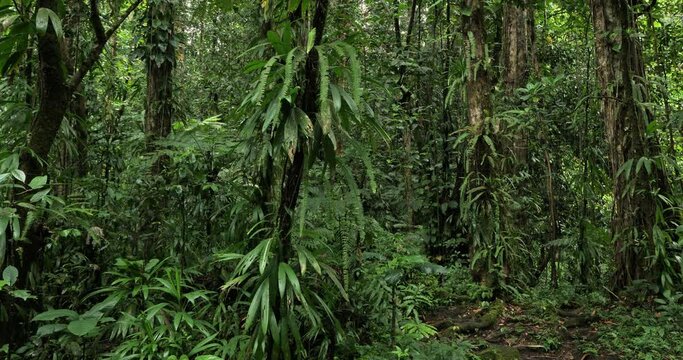 the tropical rain forest in Guadeloupe. Basse Terre, french West Indies.
