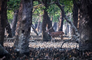 Spotted deer in Sundarbans.Spotted Deer of Sundarbans (Axis axis) is possibly the most beautiful deer in the world.this photo was taken from sundarbans national park,Bangladesh.