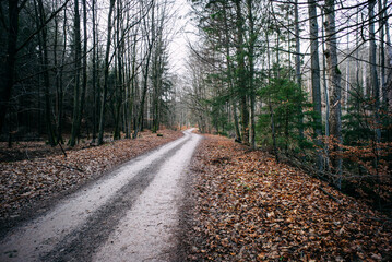 Waldweg im Harz bei Winter