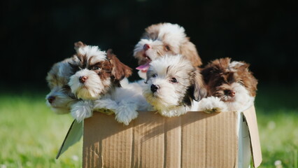 Box with cute little puppies. It is standing on a green lawn. Box of Happiness