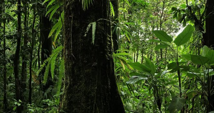 the tropical rain forest in Guadeloupe. Basse Terre, french West Indies.