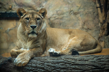 The female lioness from the Sofia Zoo