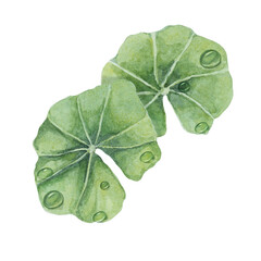 Centella asiatica leaves and dew drops . Hand drawn green gotu cola extract drops clipart,...