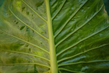 Green leaf of Elephant Ears plant