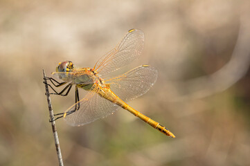 Dragonflies Macro and Details photography in the countryside of Sardinia Italy