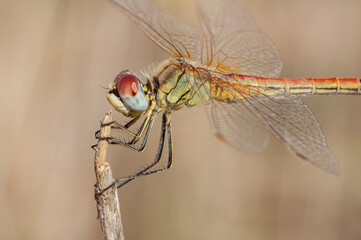 Dragonflies Macro and Details photography in the countryside of Sardinia Italy